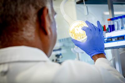 Scientist holding up petri dish to light